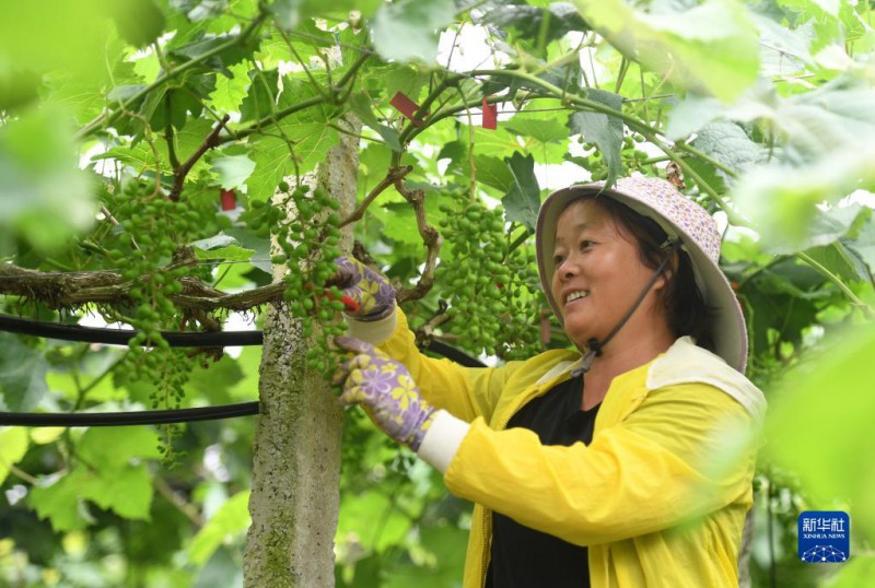 5月6日，在廣西東蘭縣武篆鎮(zhèn)東里村葡萄園，村民在管護(hù)葡萄。