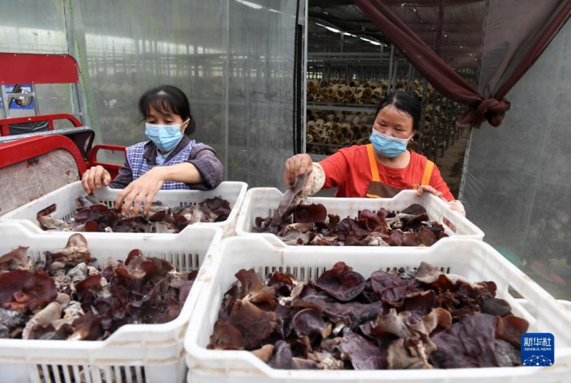 5月6日，在廣西東蘭貴隆生態(tài)農(nóng)業(yè)科技有限公司食用菌產(chǎn)業(yè)園，工人分揀剛采摘的食用菌。