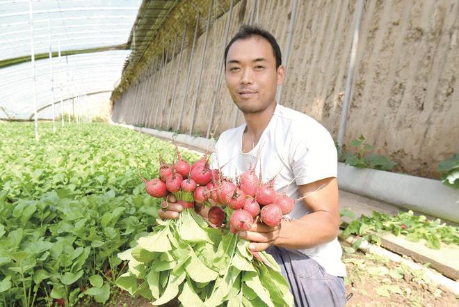 蔬菜種植戶忙得不亦樂(lè)乎。攝影：鄧建青
