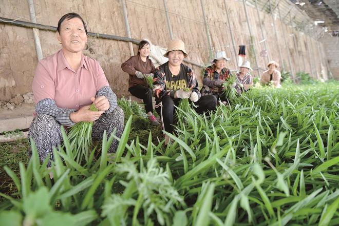 7月5日，在青?；萏镛r(nóng)業(yè)種植基地內(nèi)，農(nóng)戶收割蔬菜。攝影：鄧建青