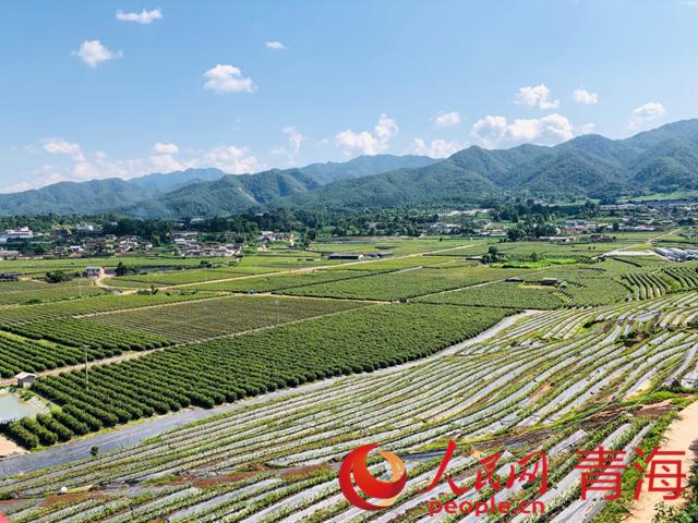 遠(yuǎn)眺藍(lán)莓基地。人民網(wǎng) 劉沛然攝